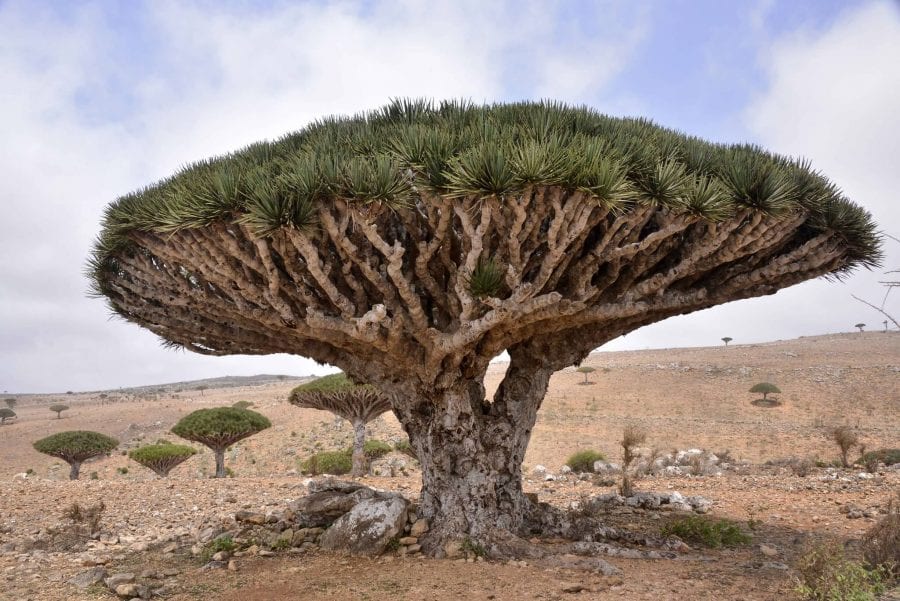 The Extraodinary Properties Of Dragon S Blood Trees Sinchi Foundation